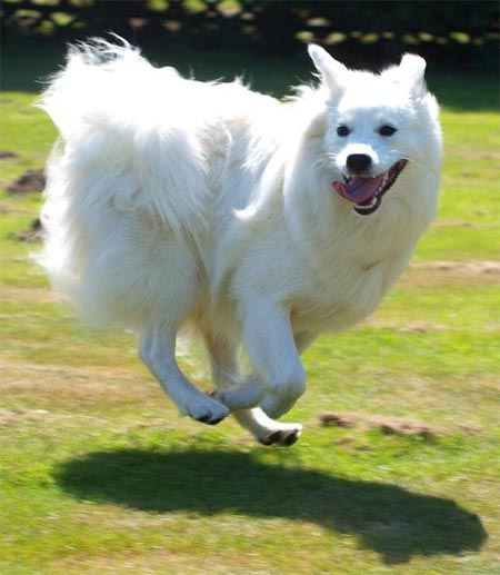 weier Grospitz in vollem Lauf